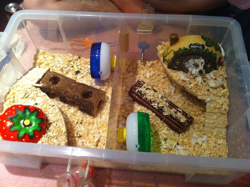 roborovski hamster cage